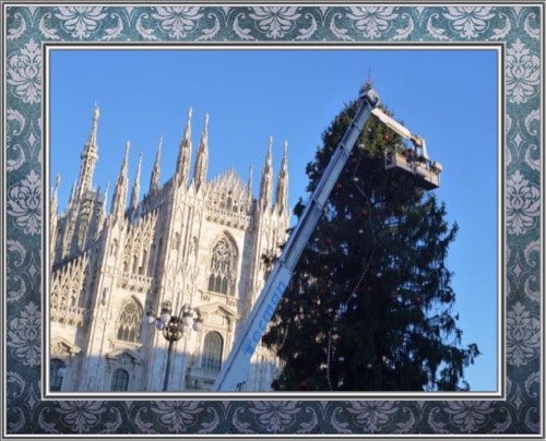 Albero grande